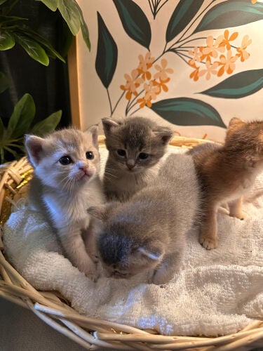 Scottish kittens