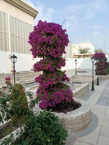 أحواض زراعة البلاستيك