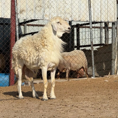 للبيع خروف فحل حري حرشي فاخر طيب 