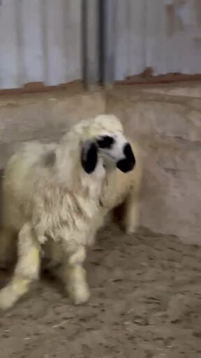 طليان عرب