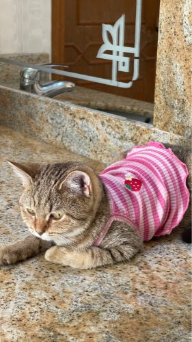 Cat for adoption 