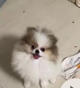quality mini pomeranian