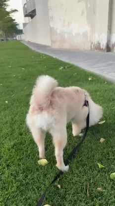 Teddy