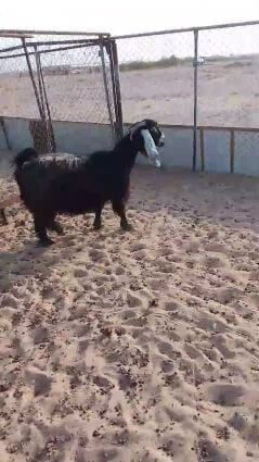 عنز عارضيه 