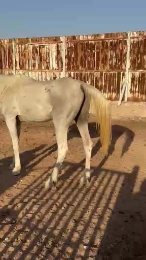 للبيع عدد 3 خيول عربية
