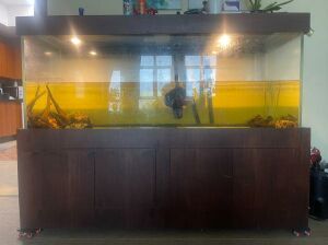 Big Fish Tank Sale