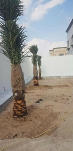 نخل
