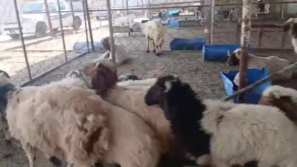 للبيع خرفان بلدية سمان وطيبة