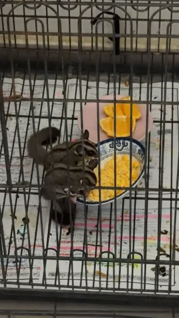 sugar glider 