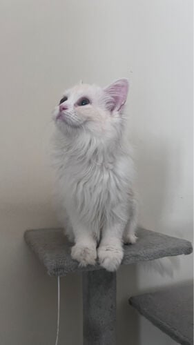 cat for adoption 