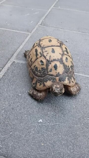 Land Turtle  big