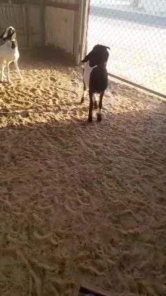 للبيع رخله سوريه طيبه