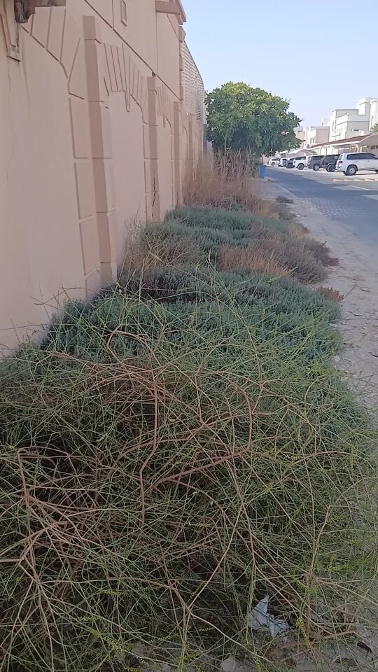 تنظيف عشب ومزارع