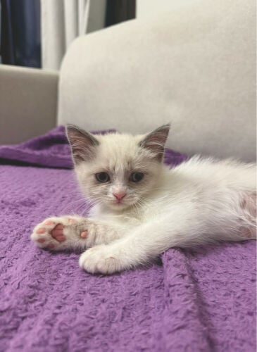 female ragdoll kitten 