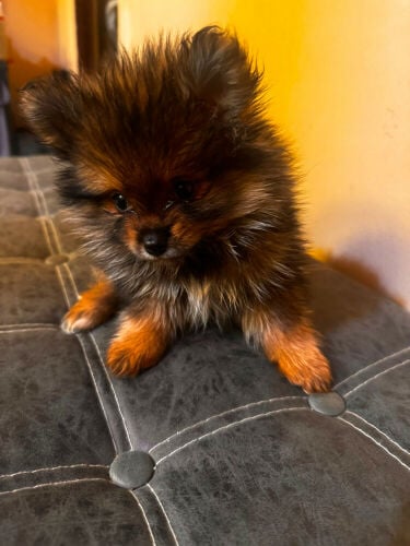 Pure Pomeranian puppies 