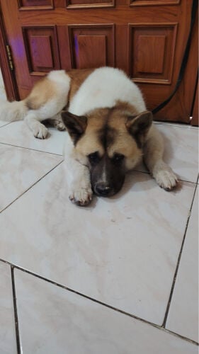 American Akita