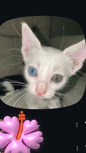 Cats for adoption due to instabilit