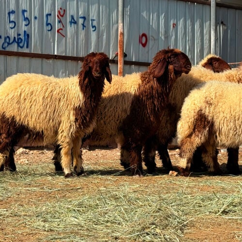 للبيع رخال سوريه صنف فاخره طيبه 