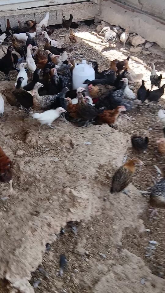 deh chicken for sale