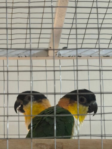 caiques  