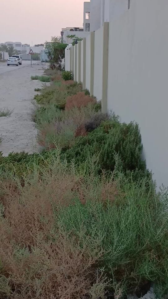 حول البيت تنظيف عشب ضار