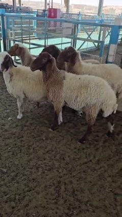 رخال سوريه طيبه
