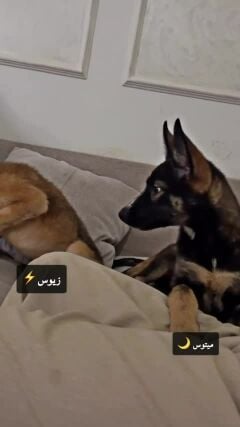 زيوس /ميتوس 