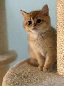 Female kitten
