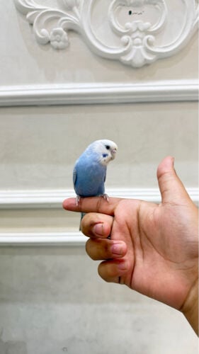 بادجي