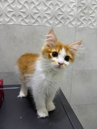 Cute kitten for adoption