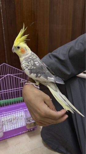 كوكتيل اليف