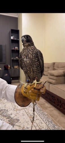 تبع جير ثنو 