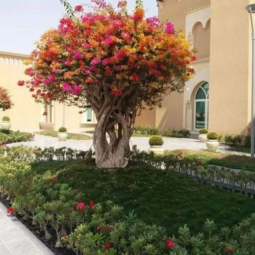 جهنميات روعه