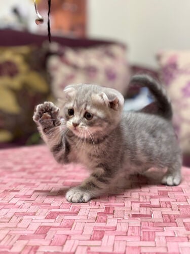 scottish fold pure