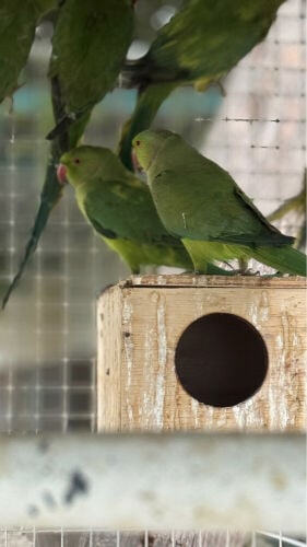 Parrot