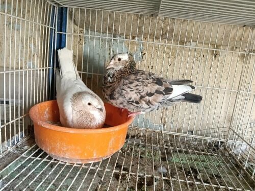 zajal breeding pair