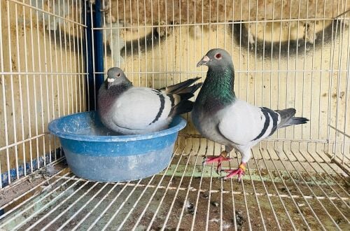racing Homer breeding pair