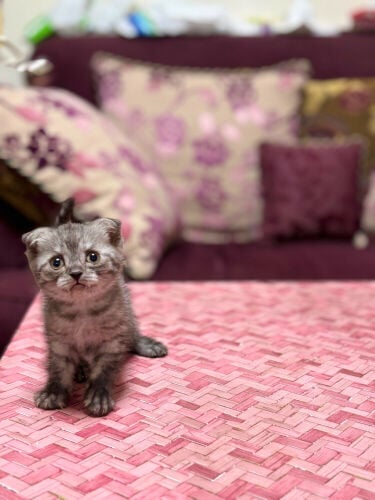 Scottish fold 