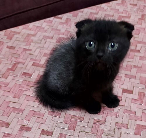 Scottish fold 