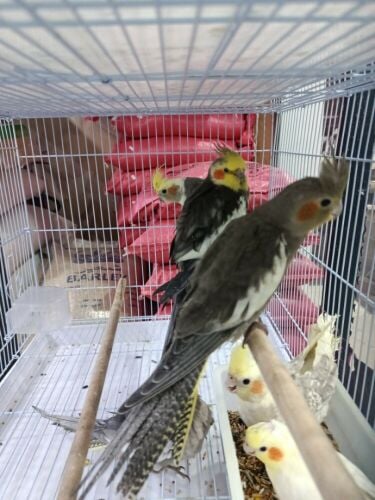 cocktail bird