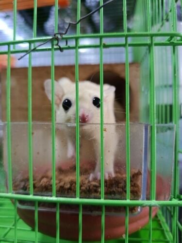 sugar glider white