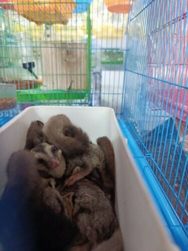 sugar glider normal