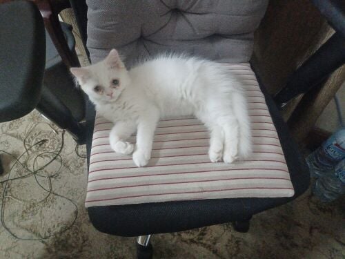 sheraz cat for with Scott for adopt