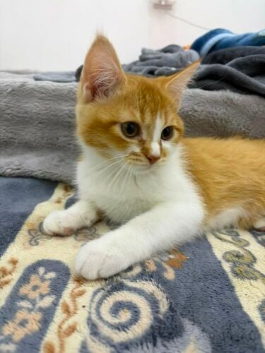 Cute kitten for adoption