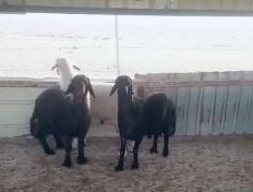 للبيع فحول عرب منتجه 