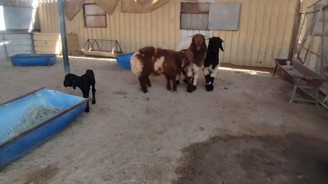 البيع طليان ذبائح بلديه