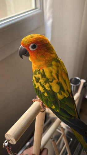 sun conure