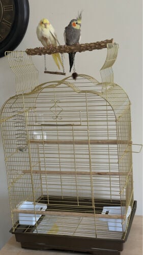 Cockatiel birds and Cages