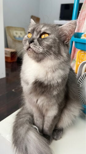 this cat is domistic long hair