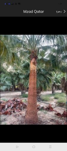 نخل وشنتونيا زينه و مثمر